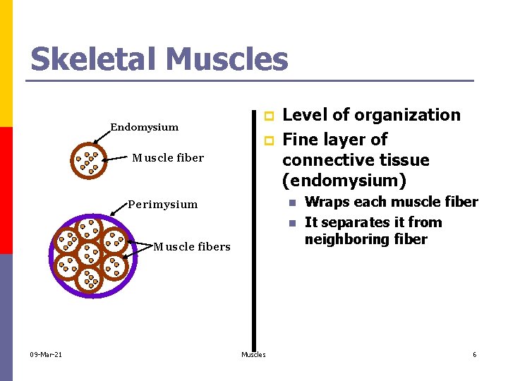 Skeletal Muscles Endomysium p p Muscle fiber Level of organization Fine layer of connective
