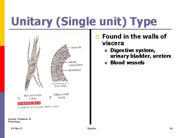 Unitary (Single unit) Type p Found in the walls of viscera n n Digestive