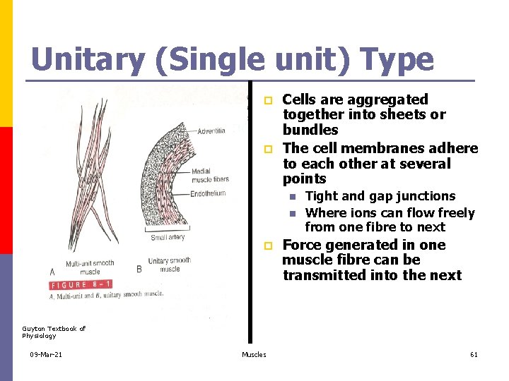 Unitary (Single unit) Type p p Cells are aggregated together into sheets or bundles