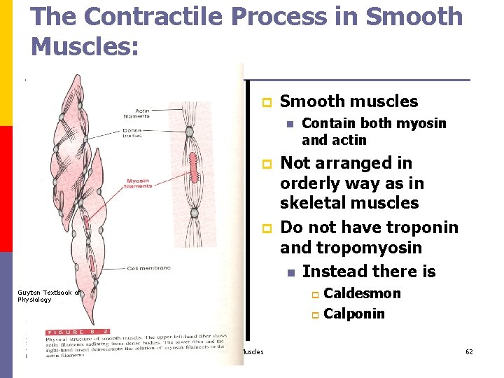 The Contractile Process in Smooth Muscles: p Smooth muscles n p p Not arranged