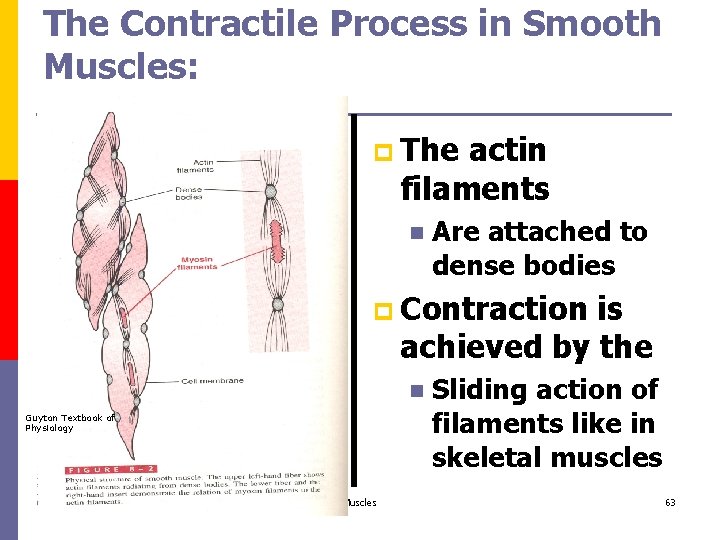 The Contractile Process in Smooth Muscles: p The actin filaments n Are attached to