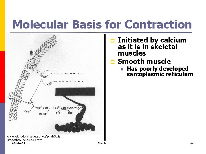 Molecular Basis for Contraction p p Initiated by calcium as it is in skeletal
