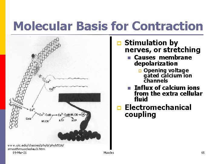 Molecular Basis for Contraction p Stimulation by nerves, or stretching n Causes membrane depolarization