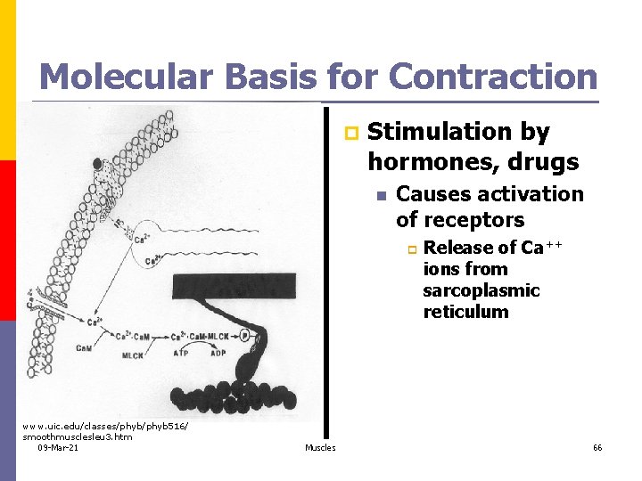 Molecular Basis for Contraction p Stimulation by hormones, drugs n Causes activation of receptors