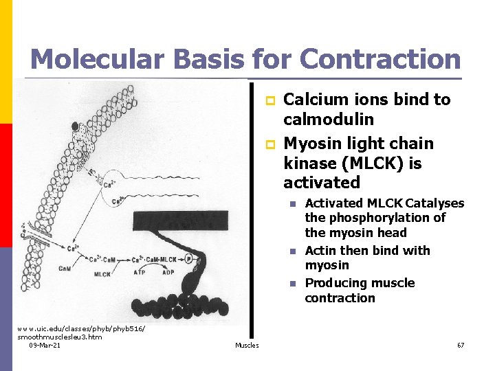 Molecular Basis for Contraction p p Calcium ions bind to calmodulin Myosin light chain