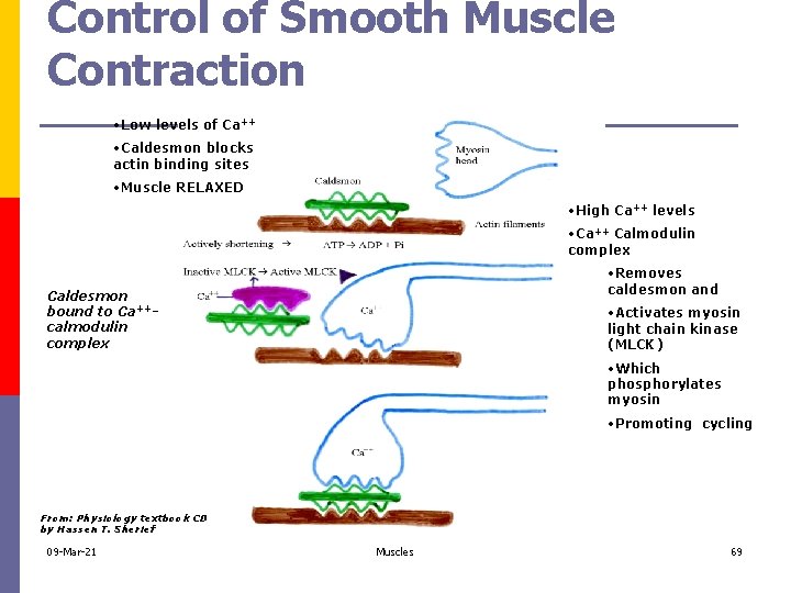 Control of Smooth Muscle Contraction • Low levels of Ca++ • Caldesmon blocks actin