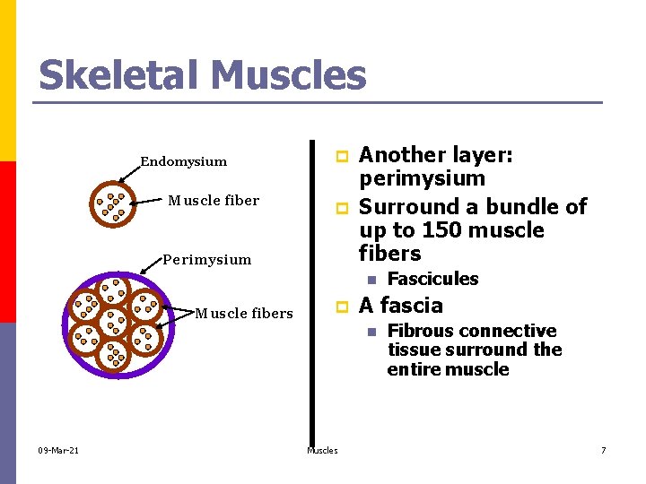 Skeletal Muscles Endomysium Muscle fiber p p Perimysium Another layer: perimysium Surround a bundle
