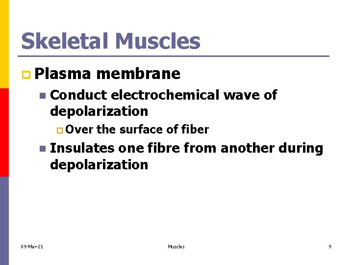 Skeletal Muscles p Plasma n Conduct electrochemical wave of depolarization p Over n 09
