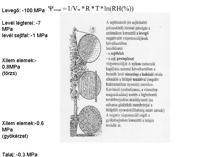 Levegő: -100 MPa Levél légterei: -7 MPa levél sejtfal: -1 MPa Xilem elemek: 0. Levegő: -100 MPa Levél légterei: -7 MPa levél sejtfal: -1 MPa Xilem elemek: 0.