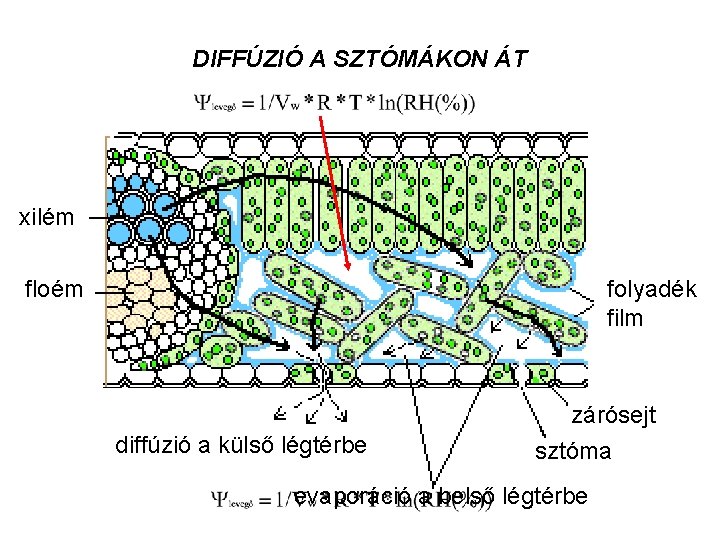 DIFFÚZIÓ A SZTÓMÁKON ÁT xilém floém folyadék film diffúzió a külső légtérbe zárósejt sztóma