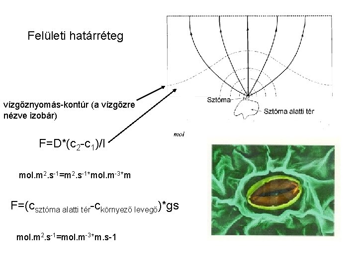 Felületi határréteg vízgőznyomás-kontúr (a vízgőzre nézve izobár) F=D*(c 2 -c 1)/l mol. m 2.