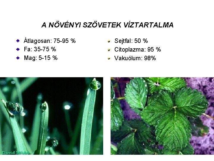 A NÖVÉNYI SZÖVETEK VÍZTARTALMA Átlagosan: 75 -95 % Fa: 35 -75 % Mag: 5