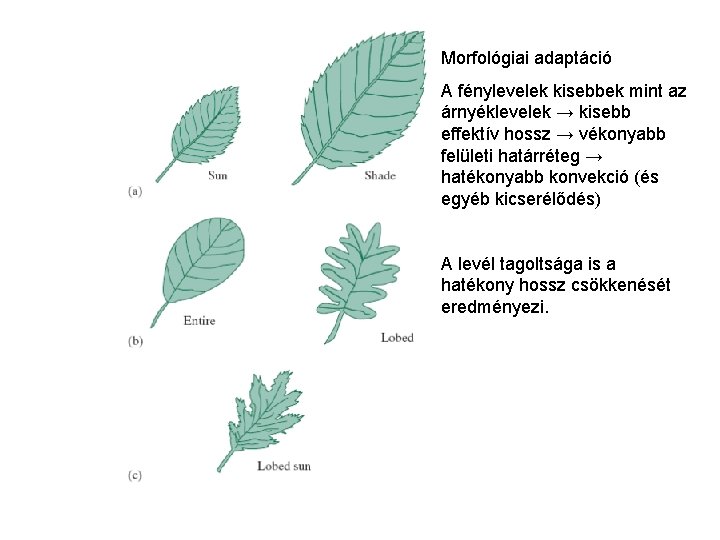 Morfológiai adaptáció A fénylevelek kisebbek mint az árnyéklevelek → kisebb effektív hossz → vékonyabb Morfológiai adaptáció A fénylevelek kisebbek mint az árnyéklevelek → kisebb effektív hossz → vékonyabb