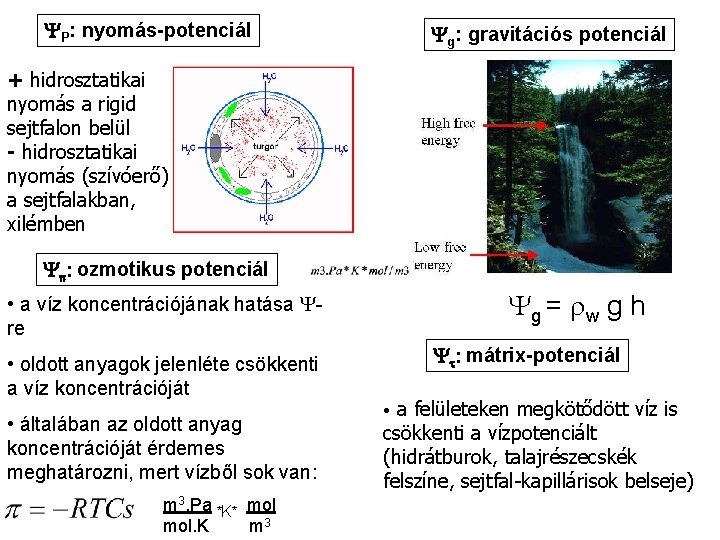 YP: nyomás-potenciál Yg: gravitációs potenciál + hidrosztatikai nyomás a rigid sejtfalon belül - hidrosztatikai