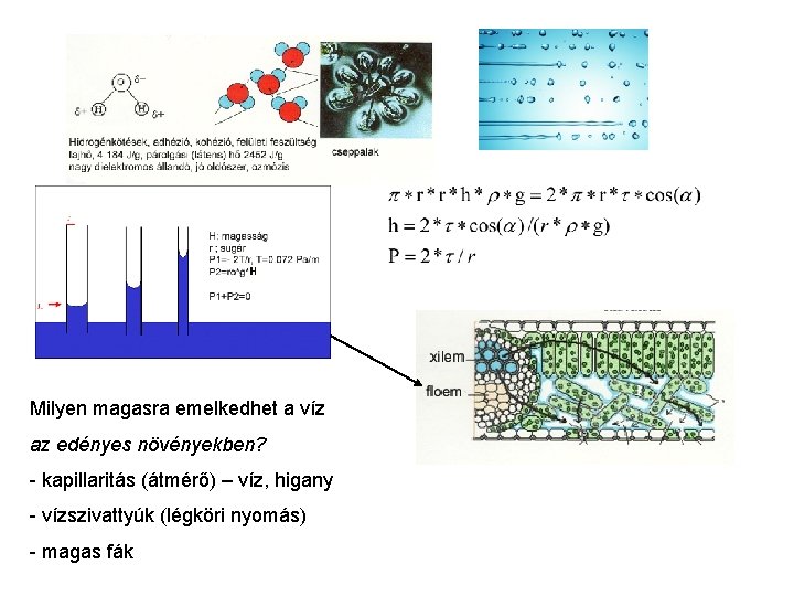 Milyen magasra emelkedhet a víz az edényes növényekben? - kapillaritás (átmérő) – víz, higany