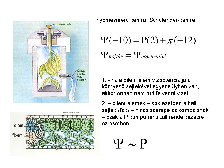 nyomásmérő kamra, Scholander-kamra 1. - ha a xilem elem vízpotenciálja a környező sejtekével egyensúlyban