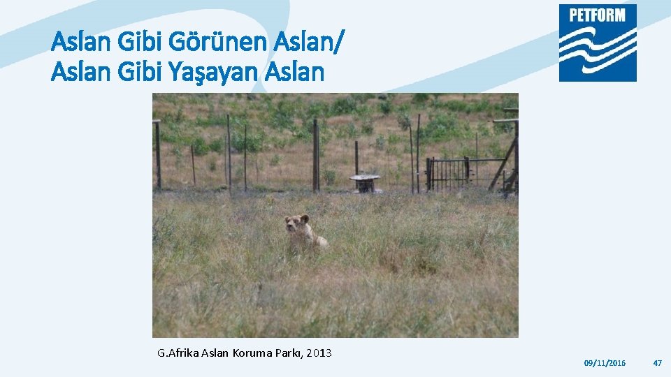 Aslan Gibi Görünen Aslan/ Aslan Gibi Yaşayan Aslan G. Afrika Aslan Koruma Parkı, 2013 Aslan Gibi Görünen Aslan/ Aslan Gibi Yaşayan Aslan G. Afrika Aslan Koruma Parkı, 2013