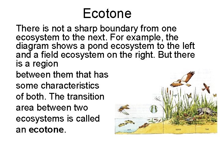 Ecotone There is not a sharp boundary from one ecosystem to the next. For