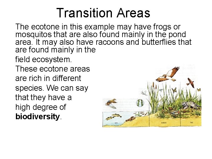 Transition Areas The ecotone in this example may have frogs or mosquitos that are