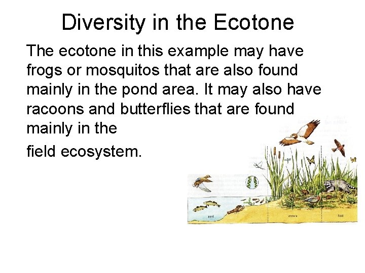 Diversity in the Ecotone The ecotone in this example may have frogs or mosquitos