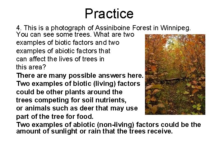 Practice 4. This is a photograph of Assiniboine Forest in Winnipeg. You can see