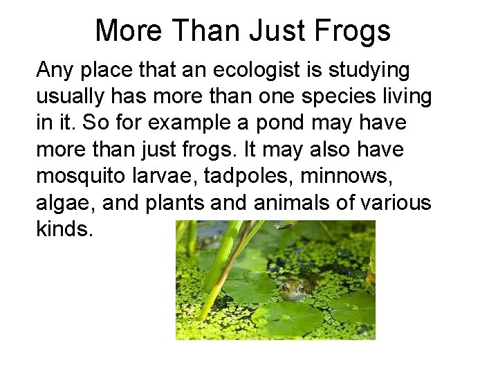 More Than Just Frogs Any place that an ecologist is studying usually has more