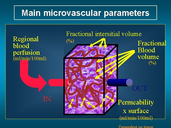 Main microvascular parameters Fractional intersitial volume Regional blood perfusion (%) (ml/min/100 ml) Fractional Blood