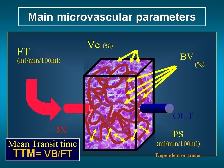 Main microvascular parameters Ve (%) FT (ml/min/100 ml) BV (%) OUT IN Mean Transit