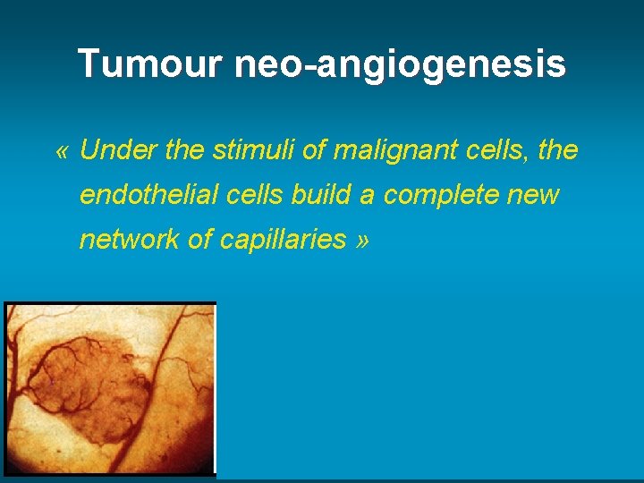 Tumour neo-angiogenesis « Under the stimuli of malignant cells, the endothelial cells build a