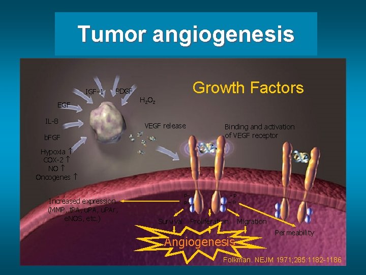 Tumor angiogenesis IGF-1 PDGF EGF IL-8 Growth Factors H 2 O 2 VEGF release