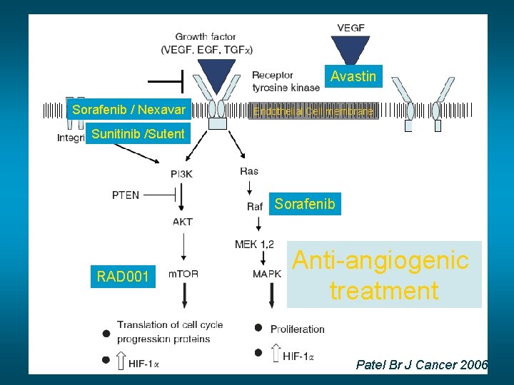 Avastin Sorafenib / Nexavar Endothelial Cell membrane Sunitinib /Sutent Sorafenib RAD 001 Anti-angiogenic treatment
