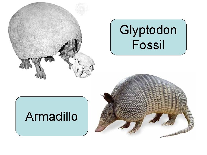 Glyptodon Fossil Armadillo 