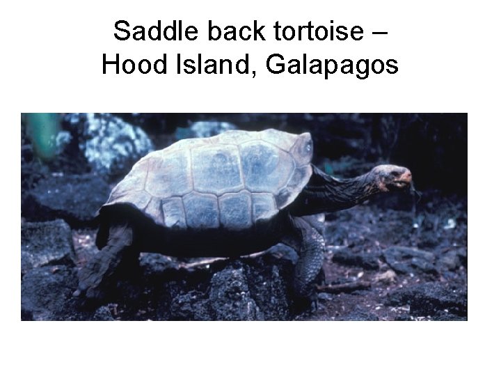 Saddle back tortoise – Hood Island, Galapagos 