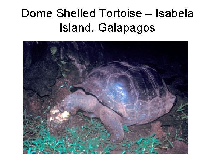 Dome Shelled Tortoise – Isabela Island, Galapagos 