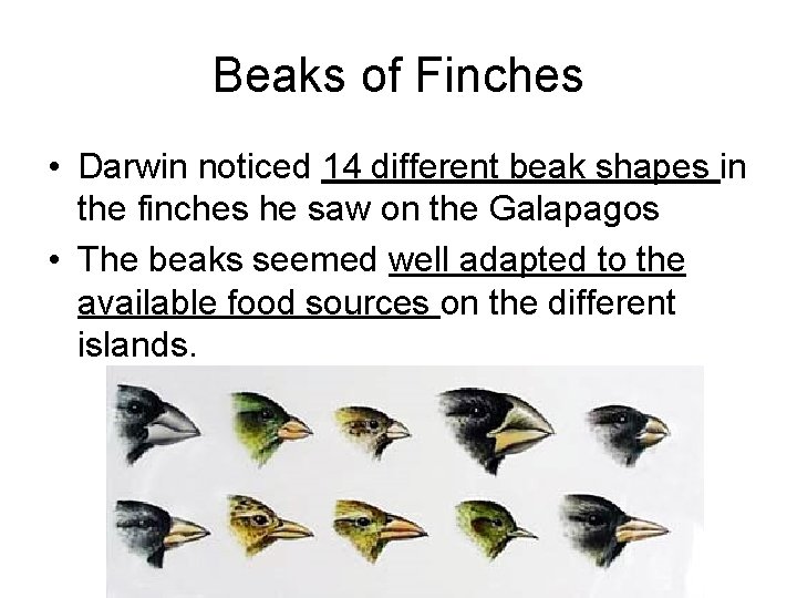 Beaks of Finches • Darwin noticed 14 different beak shapes in the finches he