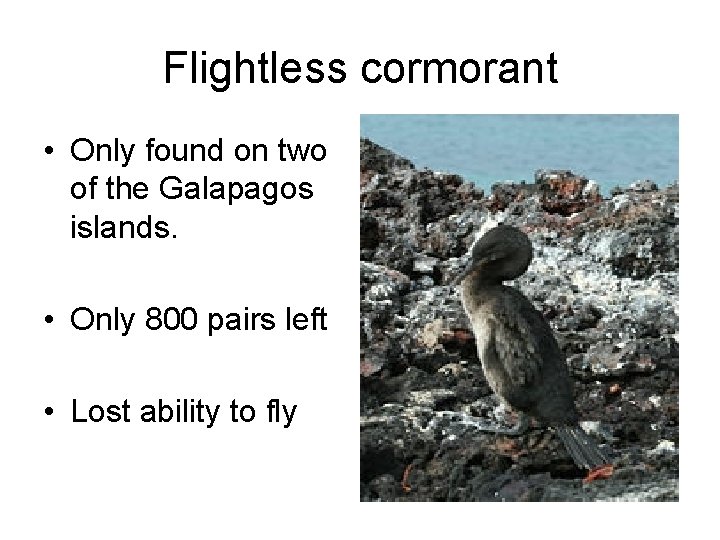 Flightless cormorant • Only found on two of the Galapagos islands. • Only 800