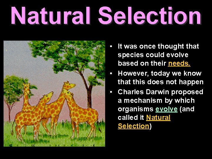 Natural Selection • It was once thought that species could evolve based on their