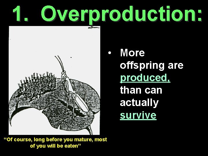 1. Overproduction: • More offspring are produced, than can actually survive “Of course, long