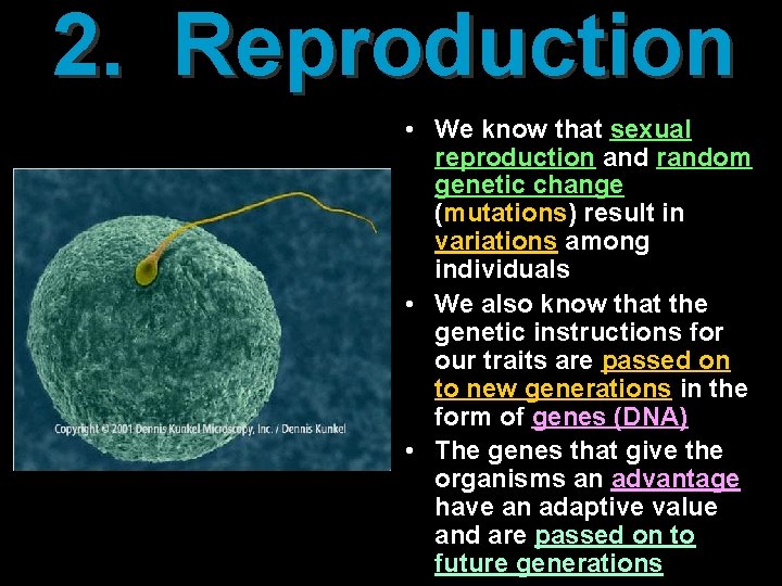 2. Reproduction • We know that sexual reproduction and random genetic change (mutations) result