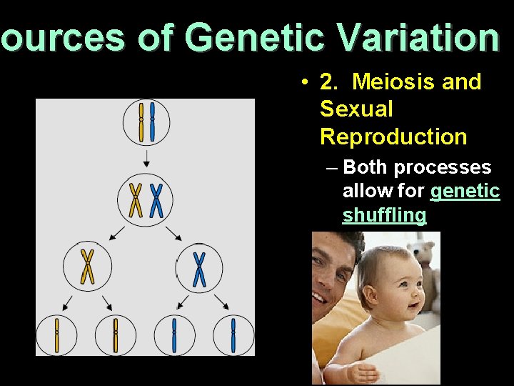 ources of Genetic Variation Sources • 2. Meiosis and Sexual Reproduction – Both processes