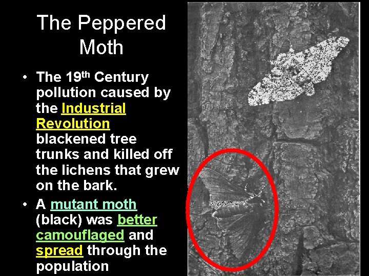 The Peppered Moth • The 19 th Century pollution caused by the Industrial Revolution