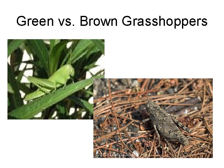 Green vs. Brown Grasshoppers 