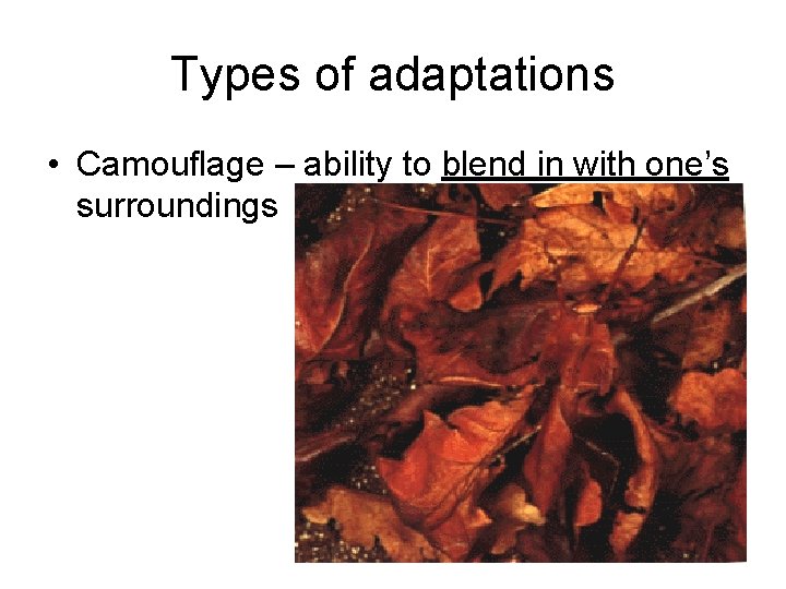 Types of adaptations • Camouflage – ability to blend in with one’s surroundings 