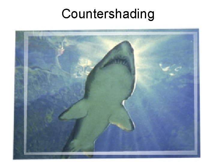 Countershading 