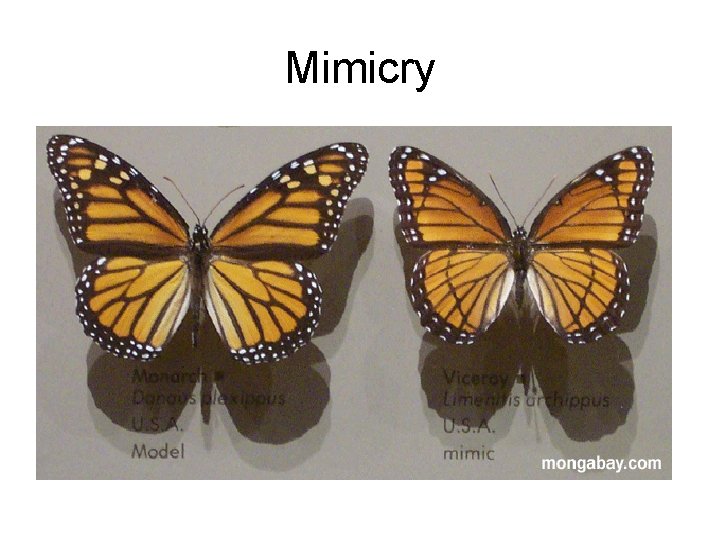 Mimicry 