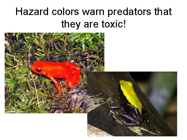 Hazard colors warn predators that they are toxic! 