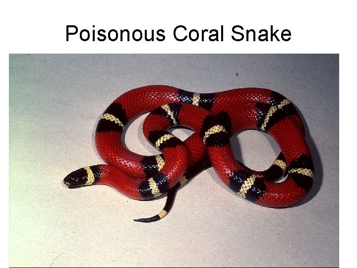 Poisonous Coral Snake 