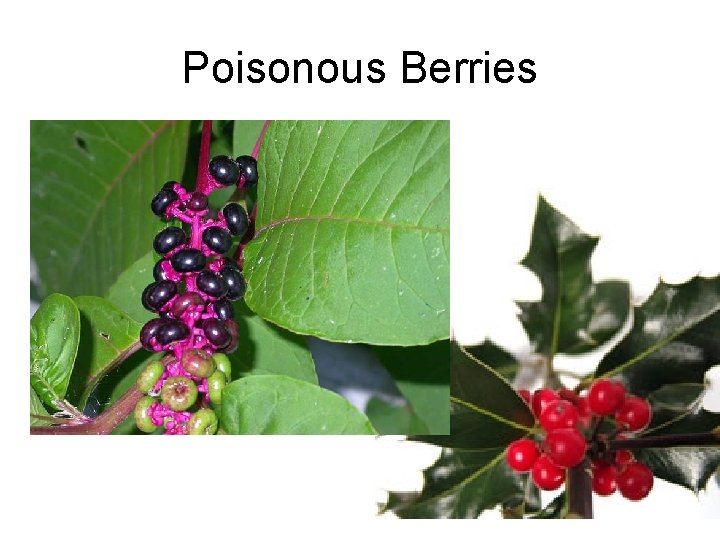 Poisonous Berries 