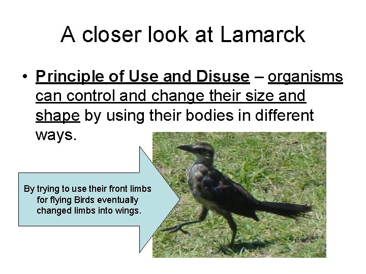 A closer look at Lamarck • Principle of Use and Disuse – organisms can