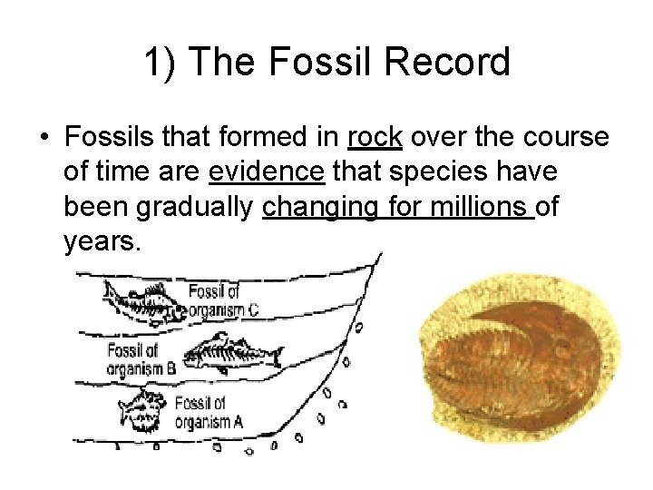 1) The Fossil Record • Fossils that formed in rock over the course of